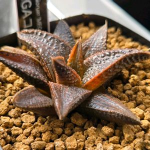 ハオルチア,コエルマニオルム,MEGAコエルマニオルム,コエルマニオルム"MEGA",多肉植物の画像