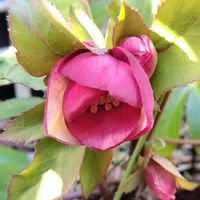 クリスマスローズ,我が家の庭,かわいい花の画像