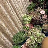 多肉植物,アエオニウム属,チーム愛知,窓辺の画像