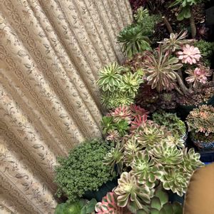 多肉植物,アエオニウム属,チーム愛知,窓辺の画像