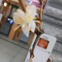 ミツマタの画像