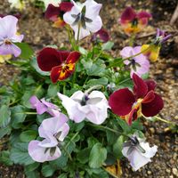 ビオラ,地植え,神戸っ子だョ‼️全員集合,ラン・ララ〜ん♡♡,青空っ子の画像