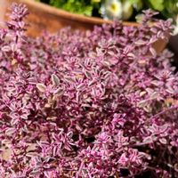 タイム,斑入りタイム,ハーブ,カラーリーフ,紅葉（こうよう）の画像