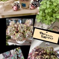 オーロラ,オーロラ《虹の玉斑入り》,スウェーデンアイビー,斑入り葉っぱ,斑入り好き♡の画像