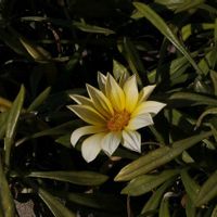 ガザニア,花壇の画像