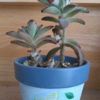 黒兎,自作リメ鉢♡,節分,雪に負けるな！,自作リメ鉢の画像