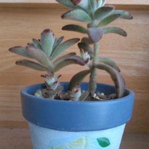 黒兎,自作リメ鉢♡,節分,雪に負けるな！,自作リメ鉢の画像