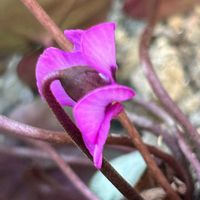 原種シクラメン コウム,原種シクラメン コウム,咲いた！,節分の画像