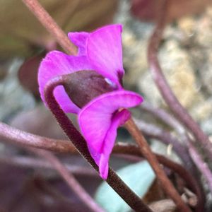 原種シクラメン コウム,原種シクラメン コウム,咲いた！,節分の画像