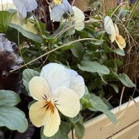 寄せ植え,ガーデニング,冬の庭の画像