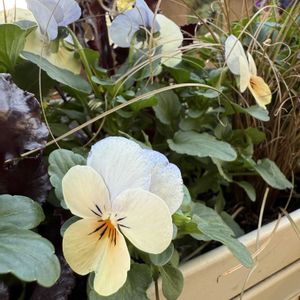 寄せ植え,ガーデニング,冬の庭の画像