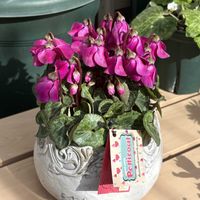 シクラメン,ガーデニング,花のある暮らし,花が好き,ガーデニング大好きの画像