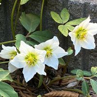 クリスマスローズ,白い花,災害時備蓄,手洗・うがい・マスク,ウクライナに平和をの画像