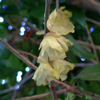 ロウバイ,ロウバイ,ロウバイ,ロウバイ,地植えの画像