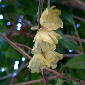 ロウバイ,ロウバイ,ロウバイ,ロウバイ,地植えの画像