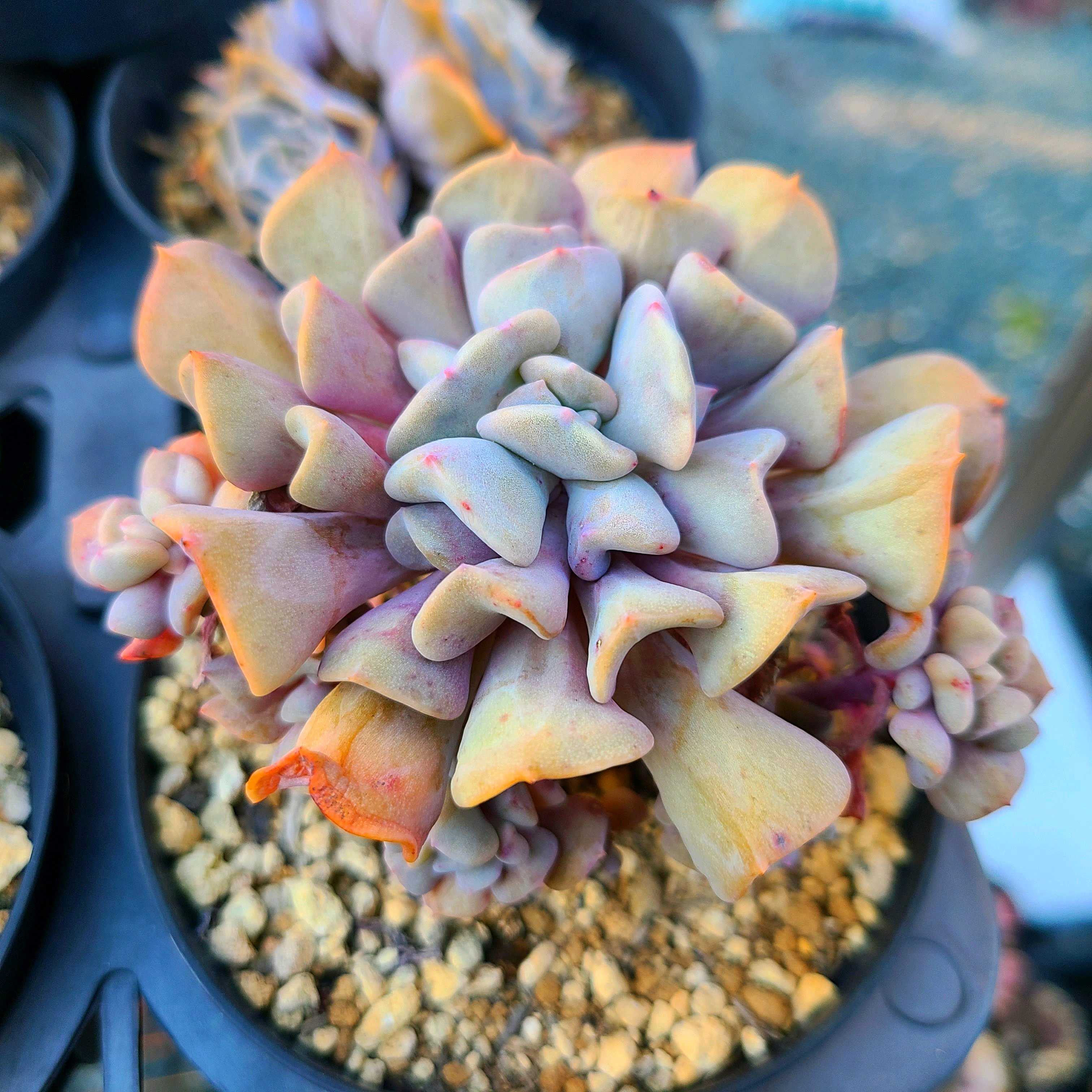 キュービックフロストの成長記録💜💗｜🍀GreenSnap（グリーンスナップ）