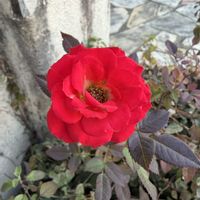 地植え,お散歩,紅い花,ばら バラ 薔薇,❤️癒されての画像