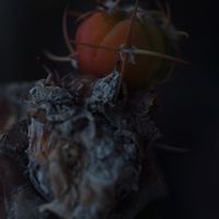 ハオルチア,多肉植物,観葉植物,塊根植物,サボテン科の画像