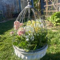 ストック,夕陽,お花のある暮らし,おったまげ〜,入院中の画像