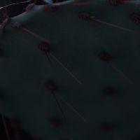 ハオルチア,多肉植物,観葉植物,塊根植物,サボテン科の画像