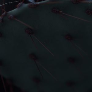 ハオルチア,多肉植物,観葉植物,塊根植物,サボテン科の画像