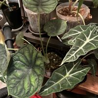 シクラメン,アロカシア,癒し,ありがとう❤️,癒し…♡の画像