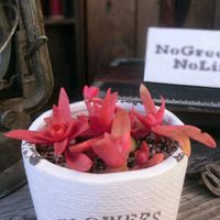 火祭り,多肉植物,赤い多肉,多肉大好き,多肉ちゃんの画像