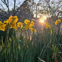 スイセンの画像