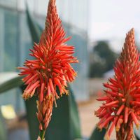 アロエ,花散歩,OLYMPUS,ミラーレス一眼,真っ赤な火曜日の画像