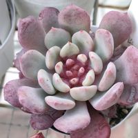 渚の夢,ドイツシャンペン,シャルモン,ブラッドスワロー,多肉植物の画像