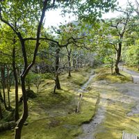 苔(コケ),苔(コケ),鳳凰,京都,庭園の画像