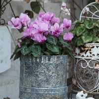 シクラメン,シクラメン　プティムーラン,PR,ハクサン,ハクサンアンバサダーの画像