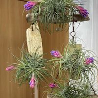 エアープランツ,チランジア,コウモリラン,イオナンタ,イオナンタの画像