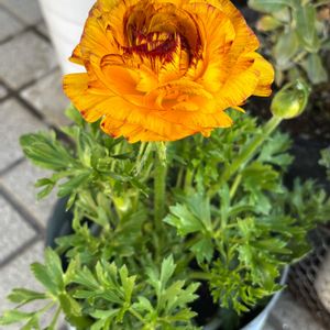 ナチュラルガーデン,ブリキポット,冬を楽しむ,花と暮らすの画像