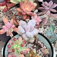 多肉,多肉植物,多肉寄せ植え,ガーデニング,緑のある暮らしの画像