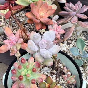 多肉,多肉植物,多肉寄せ植え,ガーデニング,緑のある暮らしの画像