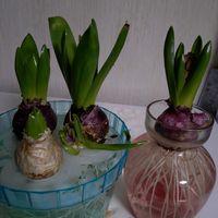 ヒヤシンス,ヒヤシンス,ヒヤシンス,玉ねぎ,スナップエンドウの画像