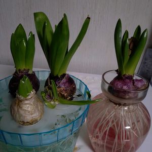 ヒヤシンス,ヒヤシンス,ヒヤシンス,玉ねぎ,スナップエンドウの画像