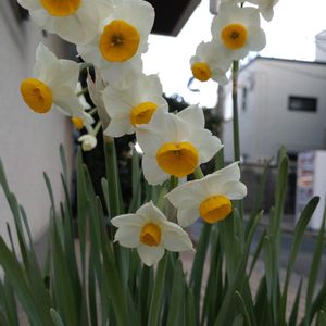 水仙,鉢植え,ガーデニング,散策,節分の画像