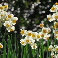 スイセン,水仙,水仙,八重咲き水仙,キュンキュン乙女倶楽部の画像