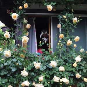 ガーデニング,薔薇♪,オープンガーデン,ばら バラ 薔薇,薔薇愛同盟の画像