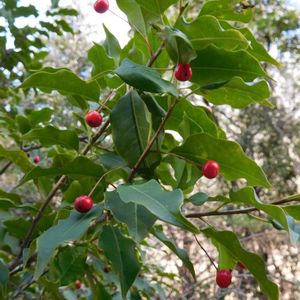 サンシュユ,ソヨゴ,赤い実,東山植物園,真っ赤な火曜日の画像