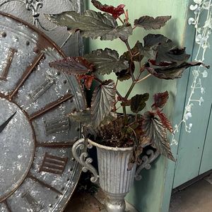 ベゴニア ブラックドラゴン,ベランダガーデン,シェードガーデン,半日陰のベランダ,マンション暮らしの画像