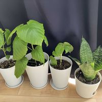 モンステラ,フィカス　ウンベラータ,観葉植物,観葉植物のある暮らし,冬の観葉植物の画像