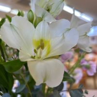アルストロメリアの画像