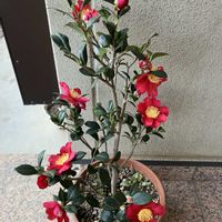 サザンカ,ハルサザンカ,山茶花(ユーレタイド),山茶花　ユーレタイド,山茶花　ユーレタイドの画像