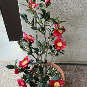 サザンカ,ハルサザンカ,山茶花(ユーレタイド),山茶花　ユーレタイド,山茶花　ユーレタイドの画像