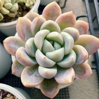 アニー,多肉植物,エケベリア属,多肉中毒,エケベリア女子の画像