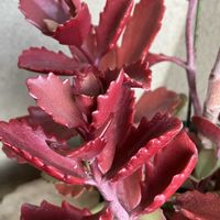 カクレン,赫蓮(かくれん),カランコエ属　赫蓮（カクレン）,カランコエ属　赫蓮（カクレン）,紅葉する多肉の画像