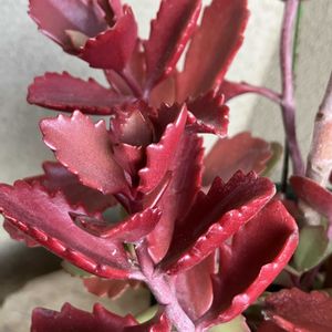 カクレン,赫蓮(かくれん),カランコエ属　赫蓮（カクレン）,カランコエ属　赫蓮（カクレン）,紅葉する多肉の画像